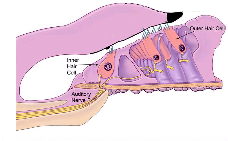 cochlea stereocilia flexoelectric effect